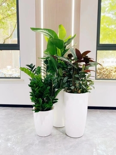 专业花卉租摆，宁波北仑的绿色装点新选择